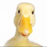 Cuteduckkk's profile picture