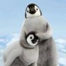 ペンギン(・Θ・) 的头像