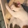 にこやか大使 profil fotoğrafı