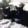 Фото профиля me, my Lily 😻 🇬🇧 George 😻 🇬🇧 Cleo 😻 🇬🇧