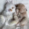 Divakar Pal profil fotoğrafı