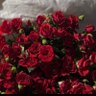 rose 的头像