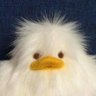 Profilbild von wich.