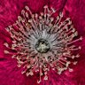 Фото профиля Microscopic insights