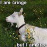 Profilbild von baba white sheep