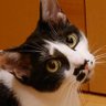 けろりーな profil fotoğrafı