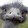 Sabalero ⭐ profil fotoğrafı