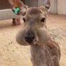 今ちゃ's profile picture