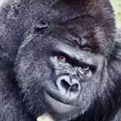 DJ(Ø,G)'s profile picture