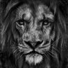 Adem's profile picture