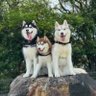 善モニコ シベリアンハスキー's profile picture