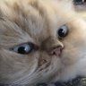Profilbild von あっちゃん