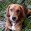 Dozer's profile picture