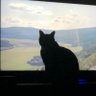 KittenGMaNC's profile picture