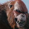 Orangulas's profile picture
