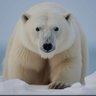 Фото профиля ifanbear2