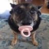 gagouser01's profile picture