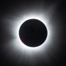 I ❤️ castanea ozarkensis's profile picture