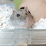 Kao kao profil fotoğrafı