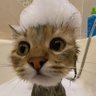 Berriesy's profile picture