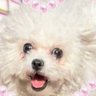Profilbild von Pennytheb
