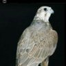 حماد الشمري profil fotoğrafı