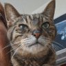 Profilbild von キャットS