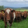 Edinvale Farm 🌱🐂 的头像