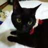 Фото профиля nyanta🐈⬛SR12/7.8東京ドーム