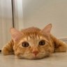 ナル profil fotoğrafı