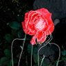 JuneRose's profile picture