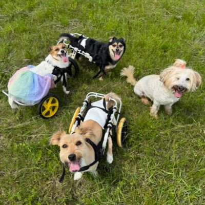 trusiki_bobra's profile picture