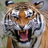 Фото профиля THE ROYAL BENGAL
