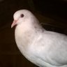 Geo-s-85's profile picture