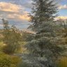 Rojxan profil fotoğrafı