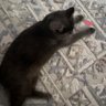 Avocado's profile picture