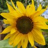 Sunflower's profile picture