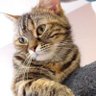 ねこ 的头像