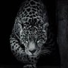 Waleed. G 187's profile picture