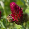 Clover Blossum's profile picture