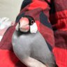 ぴー@鳥飼い's profile picture