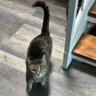Kwaku Whitehorse profil fotoğrafı