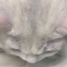 Tay :3 🇵🇸's profile picture