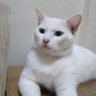 Armus's profile picture