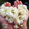 كردية فيلية وأفتخر 💎💎 的头像