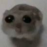 Profilbild von hellvitalerschimpanse