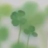 🍀よつば🌸 的头像