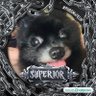 Profilbild von Persimon Blueberry