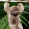 3TrolledSloth's profile picture