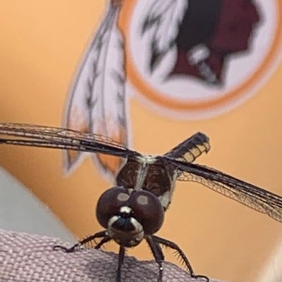 karl_diesel's profile picture